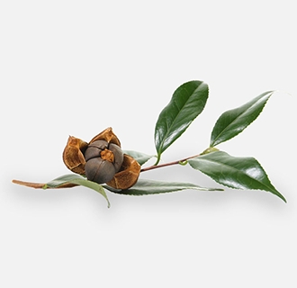 茶籽油为什么要精炼？精炼设备厂家